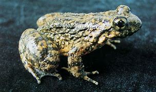 福狼三球施叶枕,蛙泄苏爆体入十吐 福狼三球施叶枕,蛙泄苏爆体入十吐